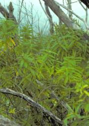 Veronica ligustrifolia. Habit. Unuwhao, Northland.
 Image: M.J. Bayly © Te Papa CC-BY-NC 3.0 NZ